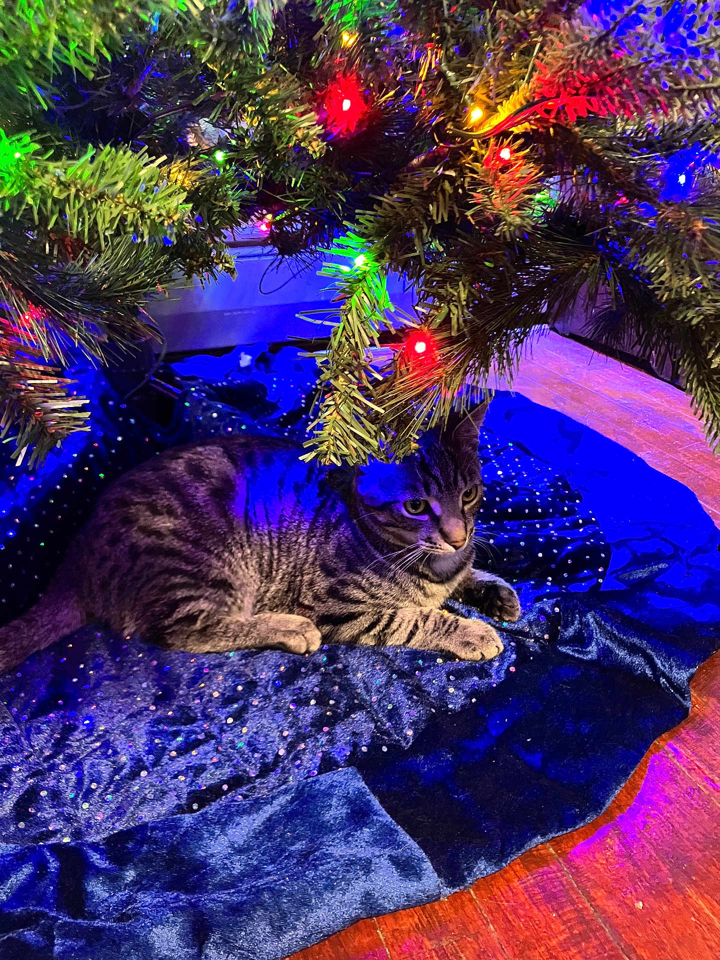 Nala