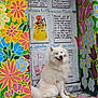 Natsu a rejoint le concours — aidez-le/la à gagner de superbes lots ! artistic, bright_colors, canine, colorful_wall, cultural, decorated_wall, dog, flower_painting, fluffy, folk_art, happy, mural, outdoor, pet, portrait, sitting, smiling, text, ukrainian, white_dog