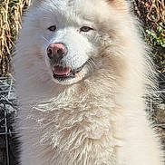 Natsu a rejoint le concours — aidez-le/la à gagner de superbes lots ! dog, white, fluffy, outdoor, animal, pet, smiling, fur, nose, ears, sunlight, nature, portrait, muzzle, closeup, canine, friendly, happy, face, background