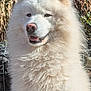 dog, white, fluffy, outdoor, animal, pet, smiling, fur, nose, ears, sunlight, nature, portrait, muzzle, closeup, canine, friendly, happy, face, background