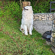 Natsu participe au concours pour gagner de l'argent avec cette photo : canine, daytime, dog, fence, fluffy, garden, grass, happy, nature, outdoor, peaceful, pet, plants, shrub, sitting, smiling, stone_wall, sunlight, tree_stump, white_dog