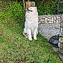 canine, daytime, dog, fence, fluffy, garden, grass, happy, nature, outdoor, peaceful, pet, plants, shrub, sitting, smiling, stone_wall, sunlight, tree_stump, white_dog