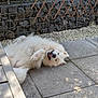 canine, dog, fluffy, fur, greenery, happy, lying_down, nature, outdoor, patio, pet, playful, relaxed, shadow, smiling, stone_wall, sunlight, tiles, white_dog, wire_fence