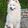 Natsu a rejoint le concours — aidez-le/la à gagner de superbes lots ! animal, canine, daytime, dog, fluffy, fur, garden, grass, greenery, happy, nature, outdoor, pet, portrait, samoyed, sitting, stone_wall, tongue_out, tree, white
