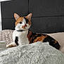 cat, calico_cat, bed, blanket, furniture, indoor, pet, animal, fur, collar, headboard, resting, looking, whiskers, ears, cute, domestic, soft_texture, comfortable, curious