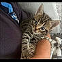 kitten, cat, tabby, cute, pet, animal, feline, small, young, whiskers, ears, paw, fur, domestic, cozy, hand, bracelet, indoor, resting, curious