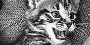 Rambo is registered to the contest to win money with this photo: kitten, cat, tabby, paw, feline, cute, pet, animal, whiskers, fur, playful, closeup, mouth_open, ears, eyes, texture, indoor, young, expression, black_and_white