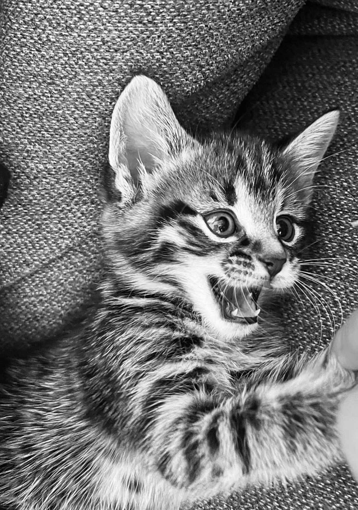Rambo