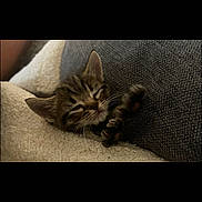 Rambo is registered to the contest to win money with this photo: kitten, cat, sleeping, tabby, paw, blanket, cushion, cozy, nap, fur, pet, indoor, cute, resting, small, animal, soft, relaxing, whiskers, ears