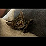 kitten, cat, sleeping, tabby, paw, blanket, cushion, cozy, nap, fur, pet, indoor, cute, resting, small, animal, soft, relaxing, whiskers, ears