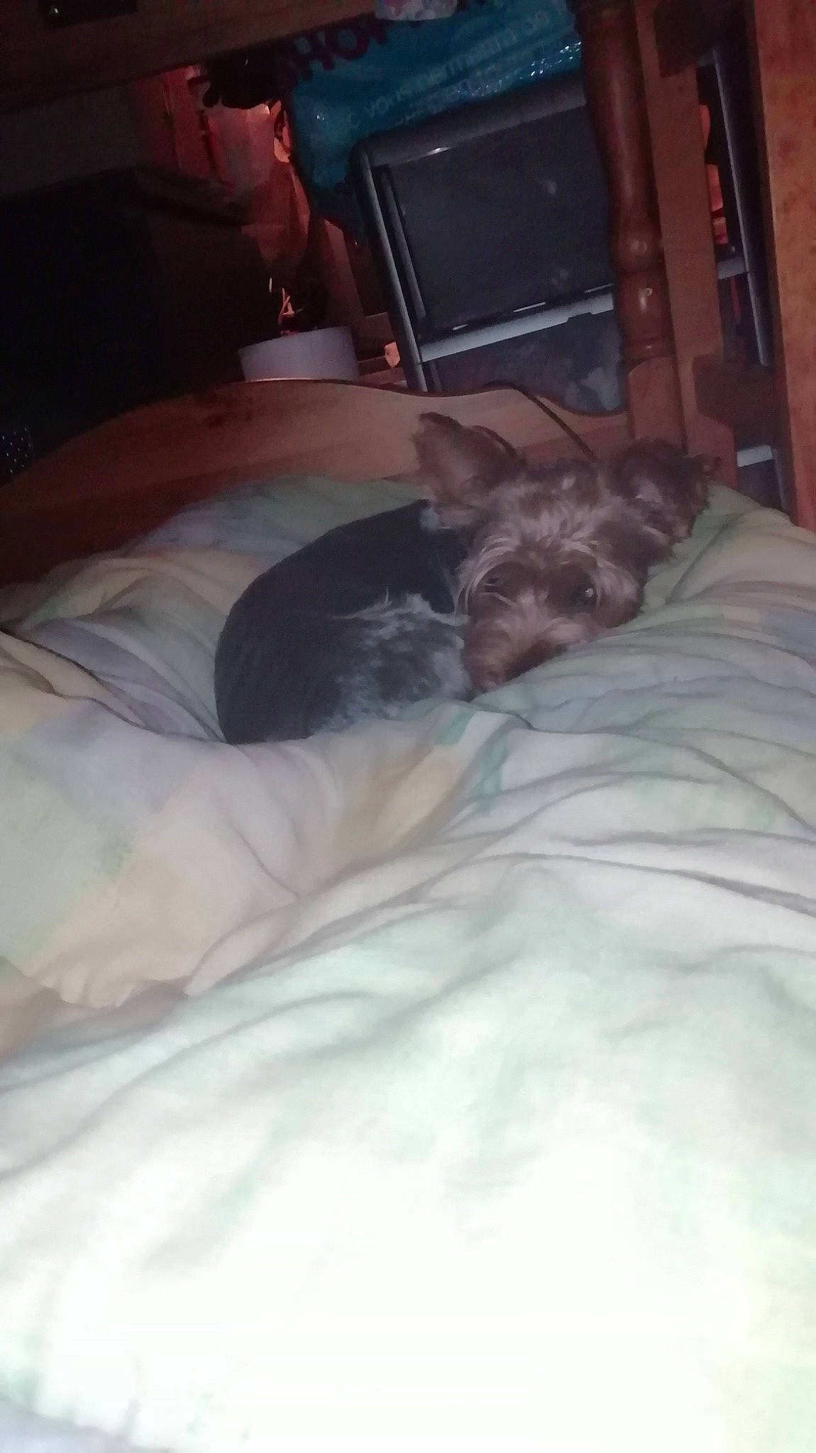 Olaf a rejoint le concours — aidez-le/la à gagner de superbes lots ! bed, birth, canidae, carnivore, cat, furniture, nap, non_sporting_group, puppy, shih_tzu, sleep