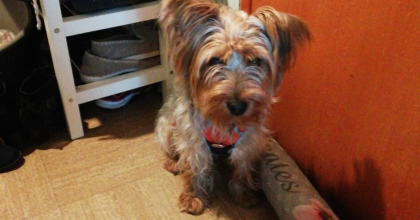 Olaf a rejoint le concours — aidez-le/la à gagner de superbes lots ! australian_silky_terrier, australian_terrier, cairn_terrier, canidae, carnivore, companion_dog, dog, dog_breed, dutch_smoushond, glen_of_imaal_terrier, mammal, rare_breed_dog, small_terrier, snout, sporting_group, sporting_lucas_terrier, terrier, toy_dog, vertebrate, yorkshire_terrier