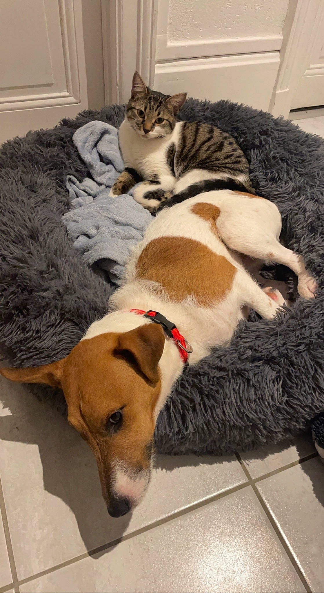 Sia a rejoint le concours — aidez-le/la à gagner de superbes lots ! carnivore, cat, collar, comfort, companion_dog, dog, dog_breed, dog_collar, dog_supply, fawn, felidae, flooring, fur, leash, mammal, pet_supply, small_to_medium_sized_cats, snout, tail, whiskers