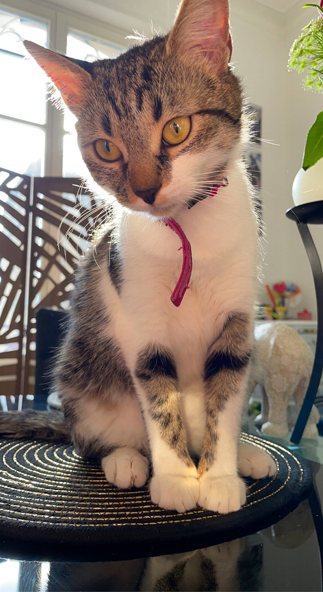 Sia participe au concours pour gagner de l'argent avec cette photo : carnivore, cat, claw, comfort, domestic_short_haired_cat, felidae, foot, fur, iris, leg, paw, pet_supply, sitting, small_to_medium_sized_cats, snout, tail, tree, vertebrate, whiskers