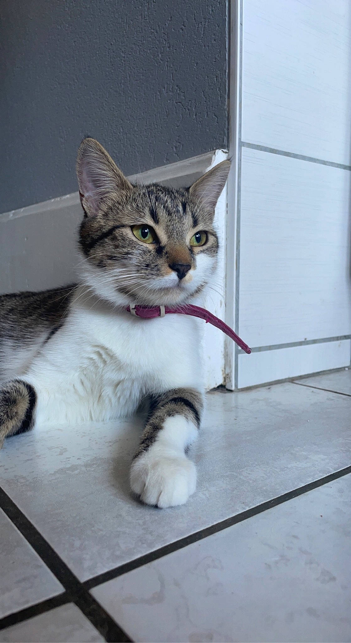 Sia participe au concours pour gagner de l'argent avec cette photo : art, carnivore, cat, claw, domestic_short_haired_cat, felidae, flooring, foot, fur, paw, sitting, small_to_medium_sized_cats, snout, tail, terrestrial_animal, whiskers