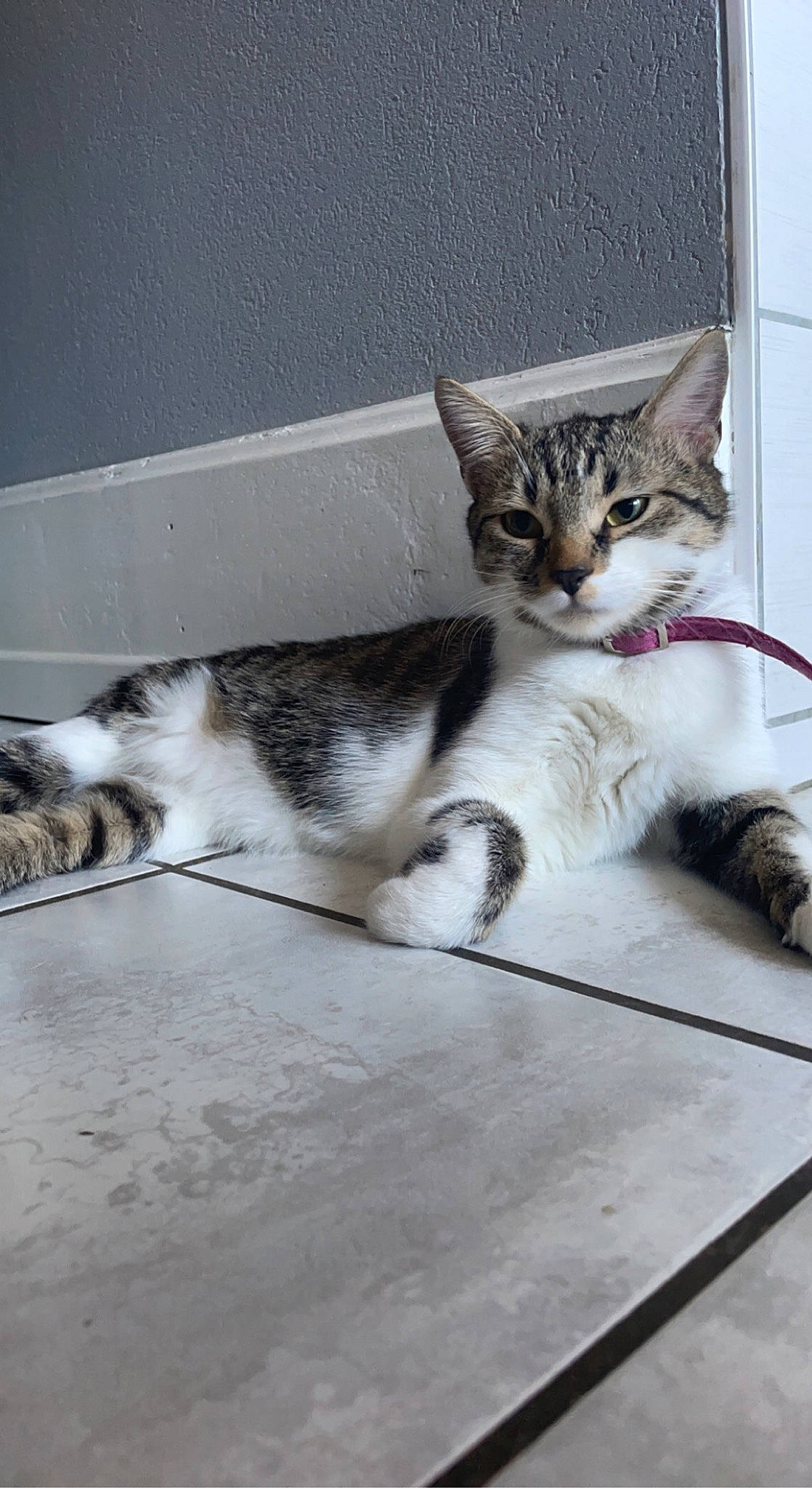 Sia a rejoint le concours — aidez-le/la à gagner de superbes lots ! box, carnivore, cat, claw, domestic_short_haired_cat, felidae, flooring, fur, paw, small_to_medium_sized_cats, snout, tail, whiskers, wood