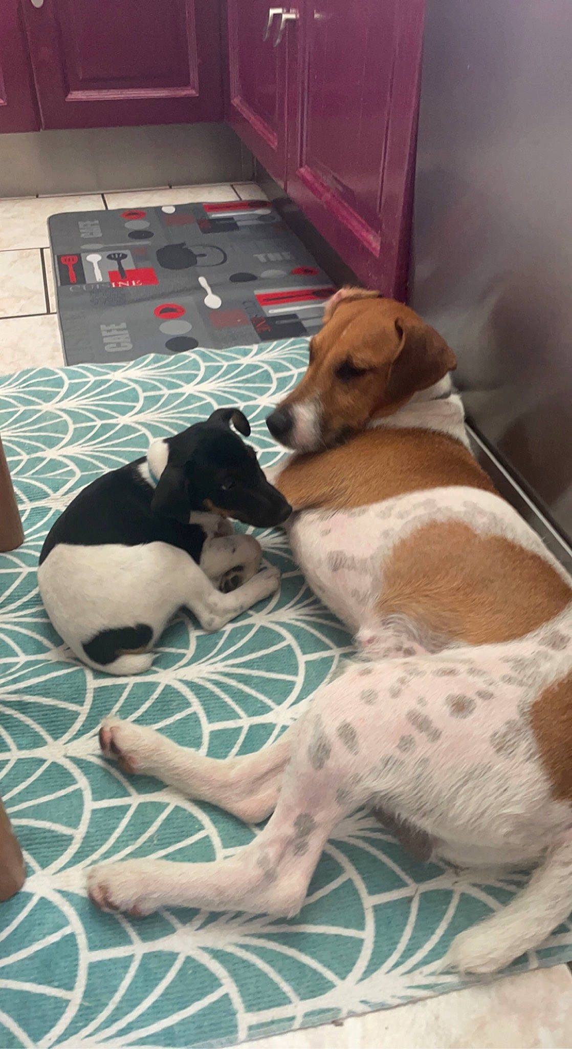 Falcko participe au concours pour gagner de l'argent avec cette photo : canidae, carnivore, collar, comfort, companion_dog, dog, dog_breed, dog_supply, fawn, flooring, fur, kitchen_appliance, linens, paw, pet_supply, snout, sporting_group, terrestrial_animal, vertebrate, working_animal