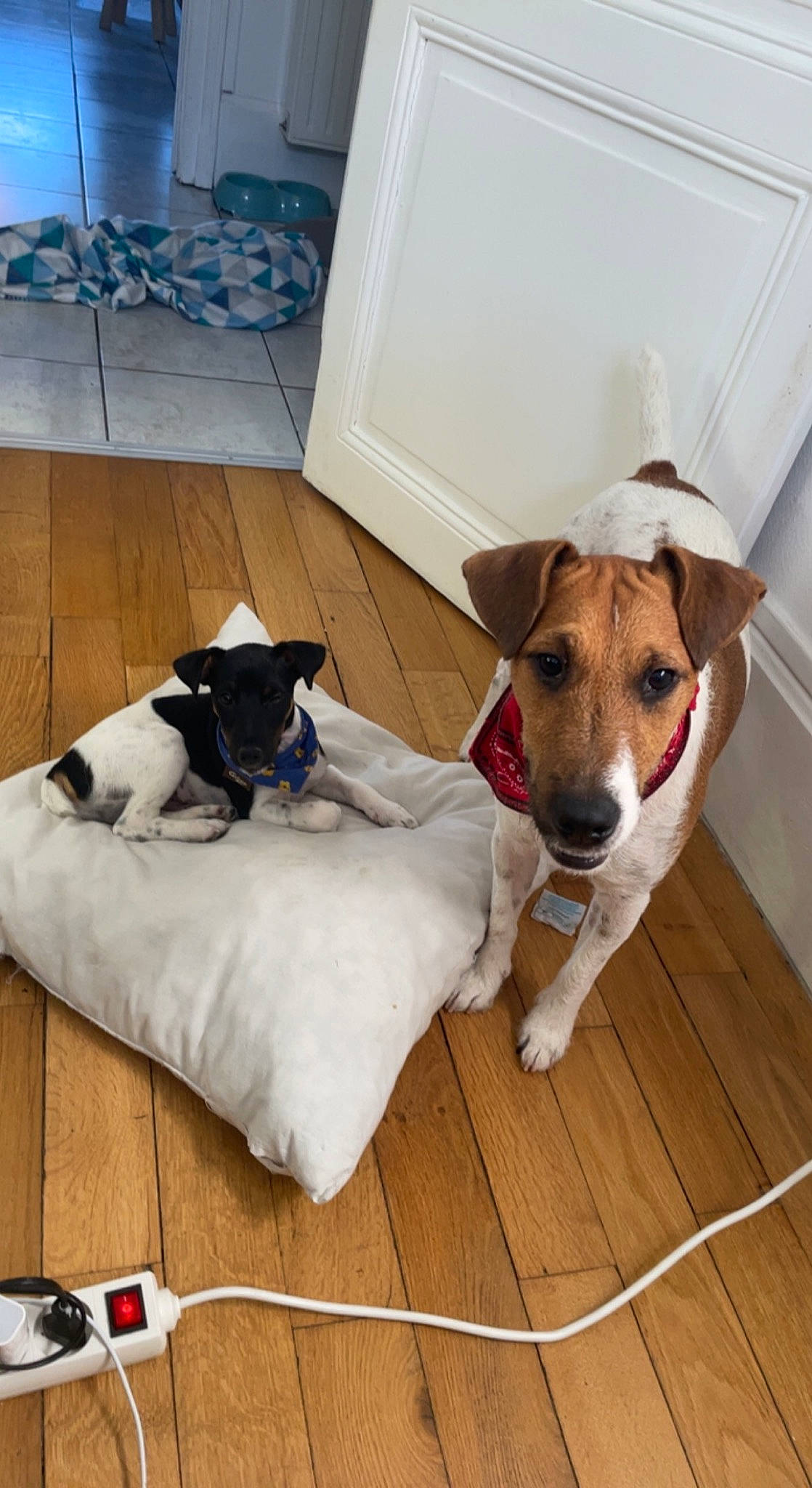 Falcko participe au concours pour gagner de l'argent avec cette photo : carnivore, collar, comfort, companion_dog, couch, dog, dog_bed, dog_breed, dog_collar, dog_supply, fawn, floor, flooring, hardwood, pet_supply, snout, terrier, white, wood, working_animal