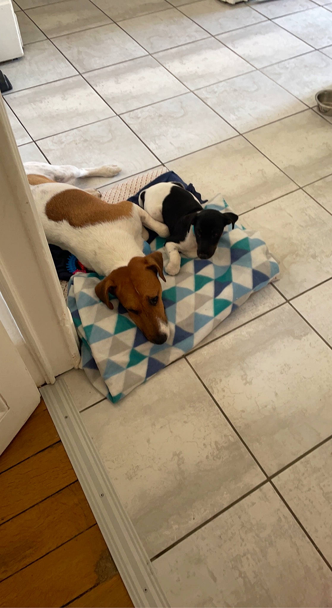 Falcko a rejoint le concours — aidez-le/la à gagner de superbes lots ! canidae, carnivore, comfort, companion_dog, dog, dog_breed, dog_supply, fawn, floor, flooring, hardwood, laminate_flooring, pattern, sporting_group, tail, tile_flooring, toy_dog, wood, wood_flooring, working_animal