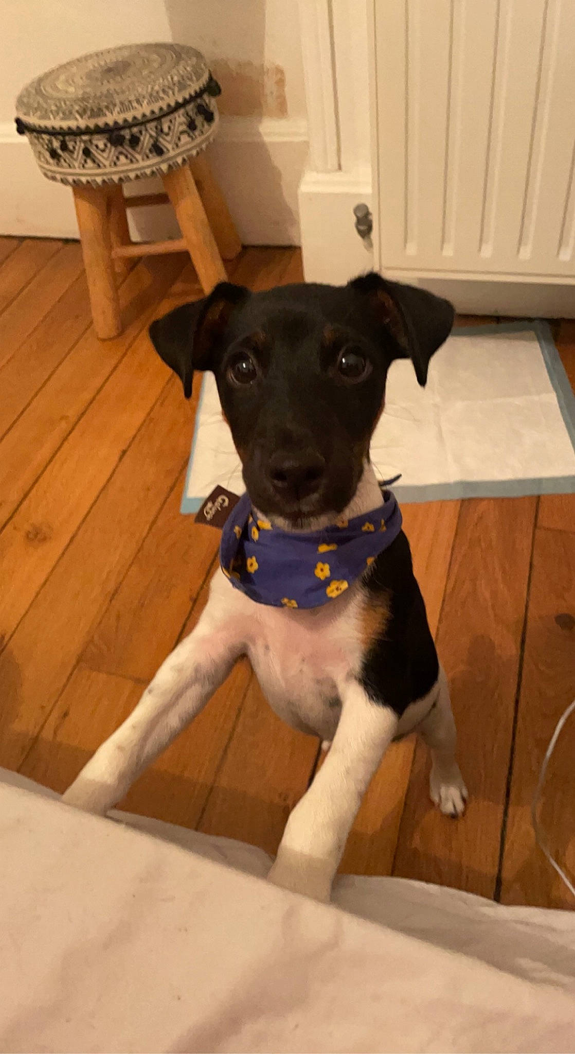 Falcko a rejoint le concours — aidez-le/la à gagner de superbes lots ! canidae, carnivore, chair, collar, companion_dog, dog, dog_breed, dog_collar, dog_supply, fawn, floor, flooring, hardwood, pet_supply, snout, sporting_group, whiskers, wood, working_animal, working_dog