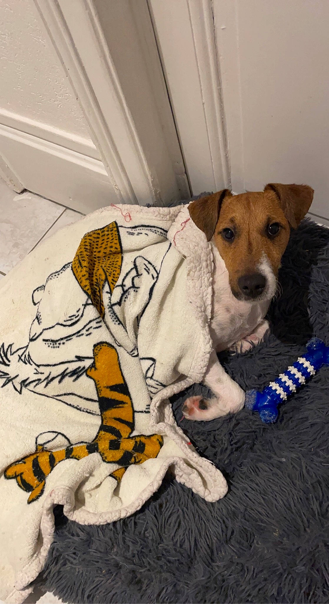 Spyke participe au concours pour gagner de l'argent avec cette photo : art, big_cats, carnivore, companion_dog, dog, dog_breed, dog_clothes, dog_supply, fawn, felidae, flooring, paw, snout, stuffed_toy, t_shirt, tail, terrestrial_animal, tiger, whiskers, working_animal