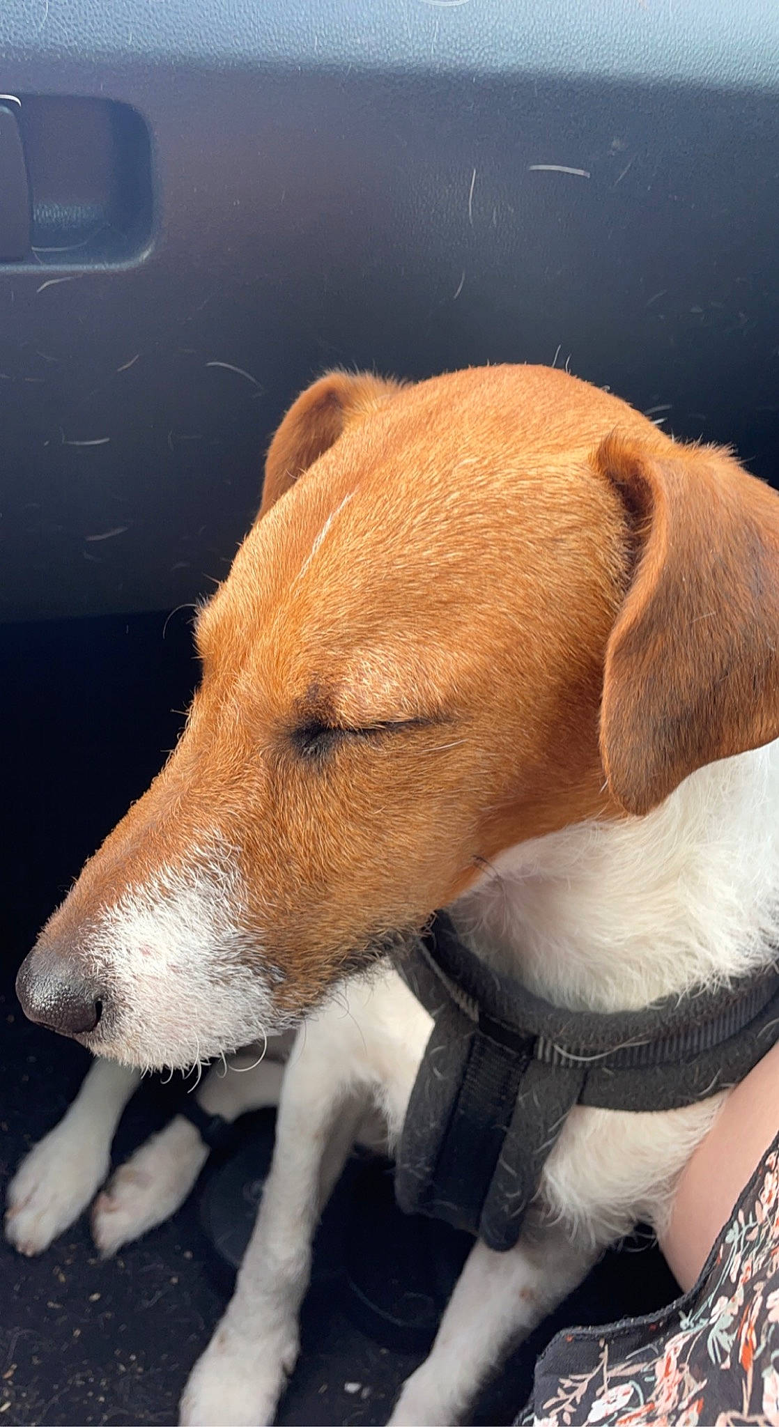 Spyke a rejoint le concours — aidez-le/la à gagner de superbes lots ! canidae, carnivore, collar, companion_dog, dog, dog_breed, dog_collar, dog_supply, ear, fawn, fur, liver, pet_supply, snout, sporting_group, tail, terrestrial_animal, whiskers, windshield, working_animal