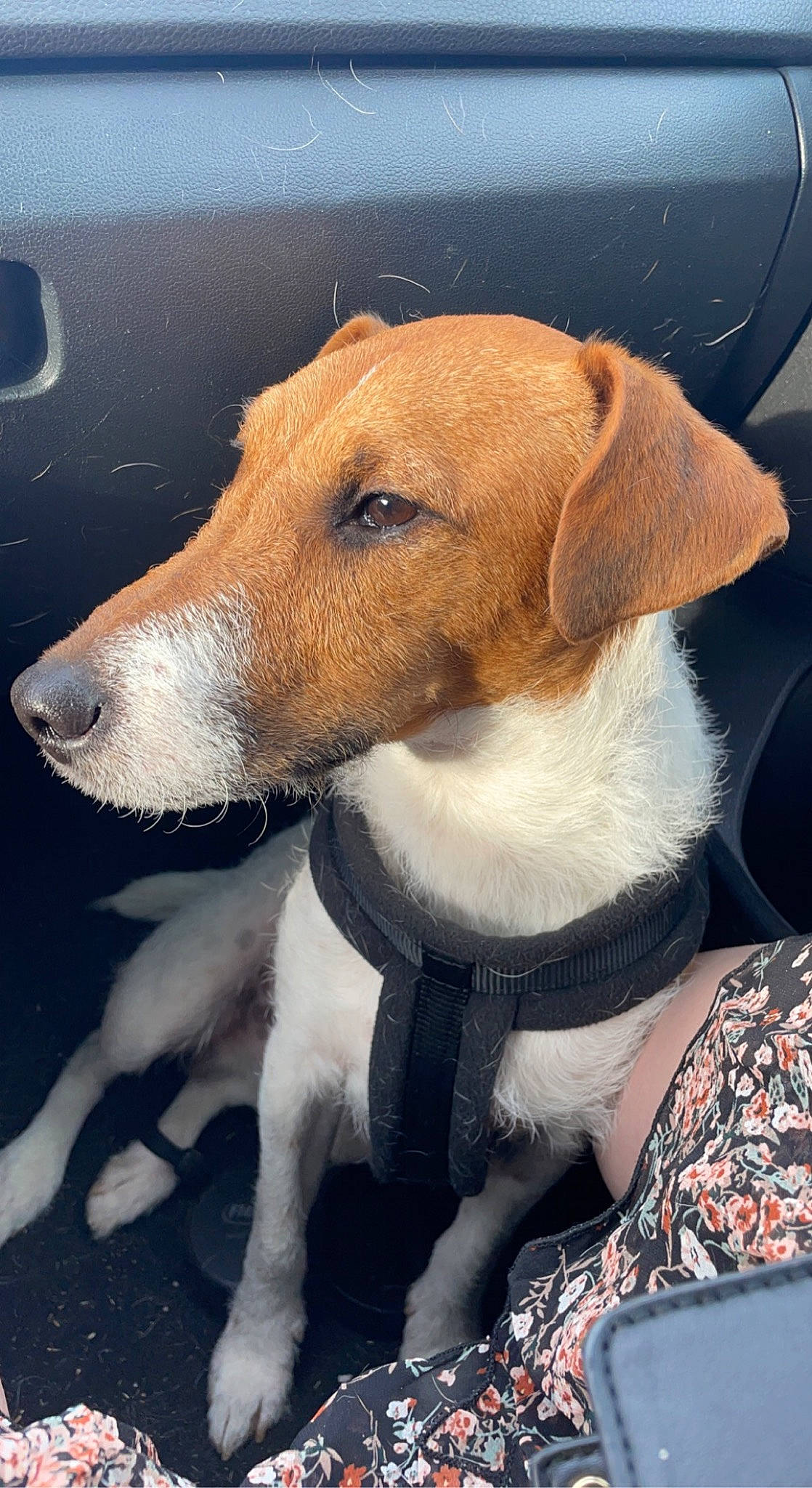 Spyke a rejoint le concours — aidez-le/la à gagner de superbes lots ! canidae, carnivore, collar, comfort, companion_dog, dog, dog_breed, dog_collar, dog_supply, fawn, fur, hunting_dog, pet_supply, photography, snout, sporting_group, whiskers, windshield, working_animal