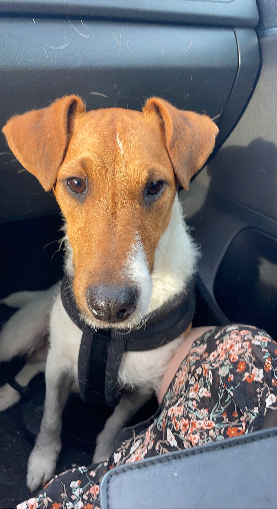 Spyke a rejoint le concours — aidez-le/la à gagner de superbes lots ! canidae, car_seat, carnivore, collar, companion_dog, dog, dog_breed, fawn, fur, irishjacks, snout, sporting_group, terrier, whiskers, windshield