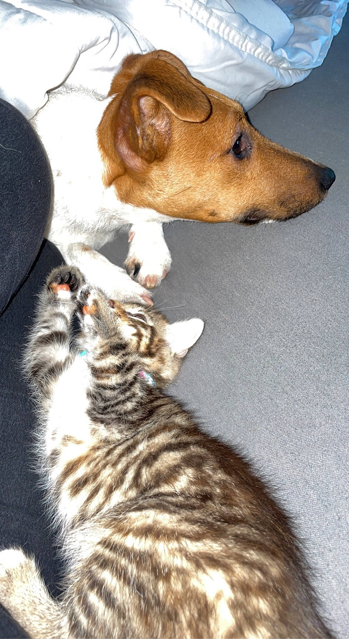 Mia participe au concours pour gagner de l'argent avec cette photo : carnivore, cat, collar, comfort, companion_dog, dog, dog_breed, domestic_short_haired_cat, fawn, felidae, fur, liver, paw, small_to_medium_sized_cats, snout, tail, terrestrial_animal, vertebrate, whiskers, working_animal