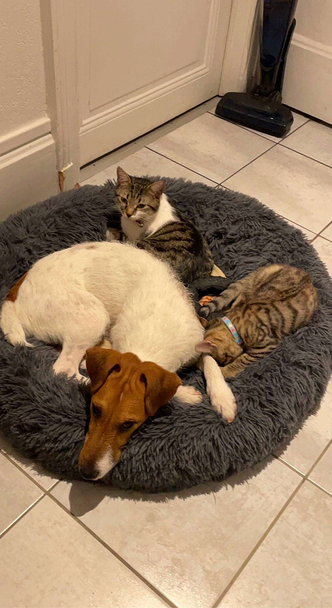 Mia a rejoint le concours — aidez-le/la à gagner de superbes lots ! carnivore, cat, comfort, companion_dog, dog, dog_breed, domestic_short_haired_cat, fawn, felidae, floor, flooring, fur, hardwood, linens, paw, room, small_to_medium_sized_cats, tail, whiskers, wood