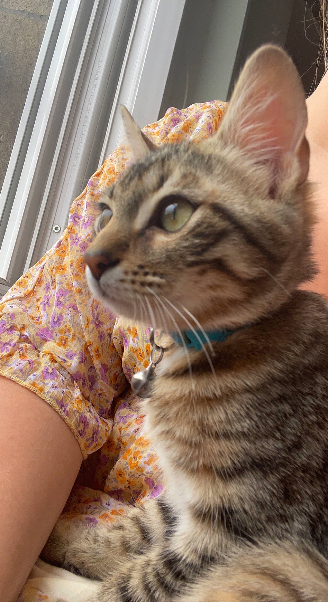 Mia a rejoint le concours — aidez-le/la à gagner de superbes lots ! carnivore, cat, claw, domestic_short_haired_cat, fawn, felidae, fur, mammal, pattern, paw, sitting, small_to_medium_sized_cats, snout, tail, terrestrial_animal, vertebrate, whiskers