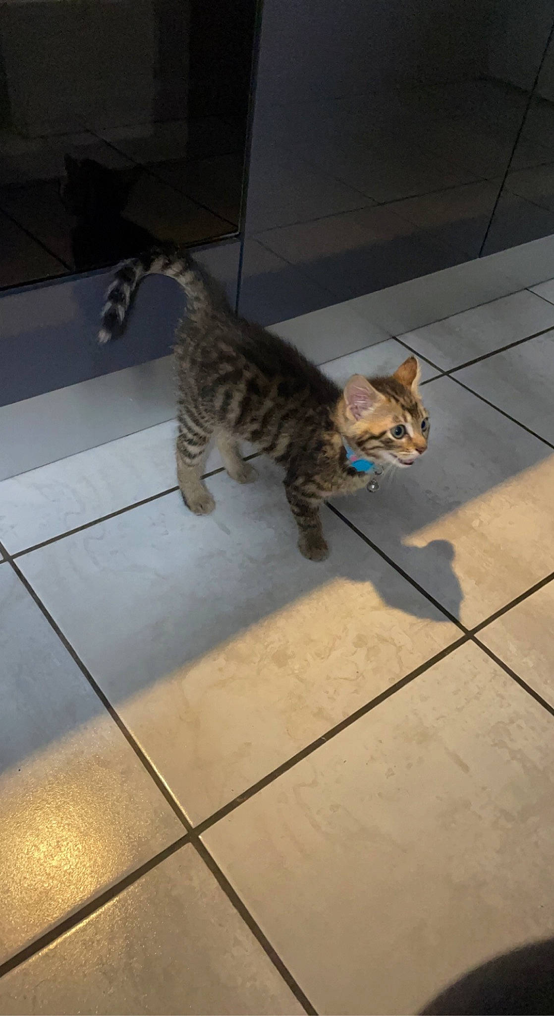 Mia participe au concours pour gagner de l'argent avec cette photo : canidae, carnivore, cat, claw, domestic_short_haired_cat, felidae, floor, flooring, fur, hardwood, shadow, small_to_medium_sized_cats, snout, sporting_group, tail, terrestrial_animal, tile, tile_flooring, whiskers, wood