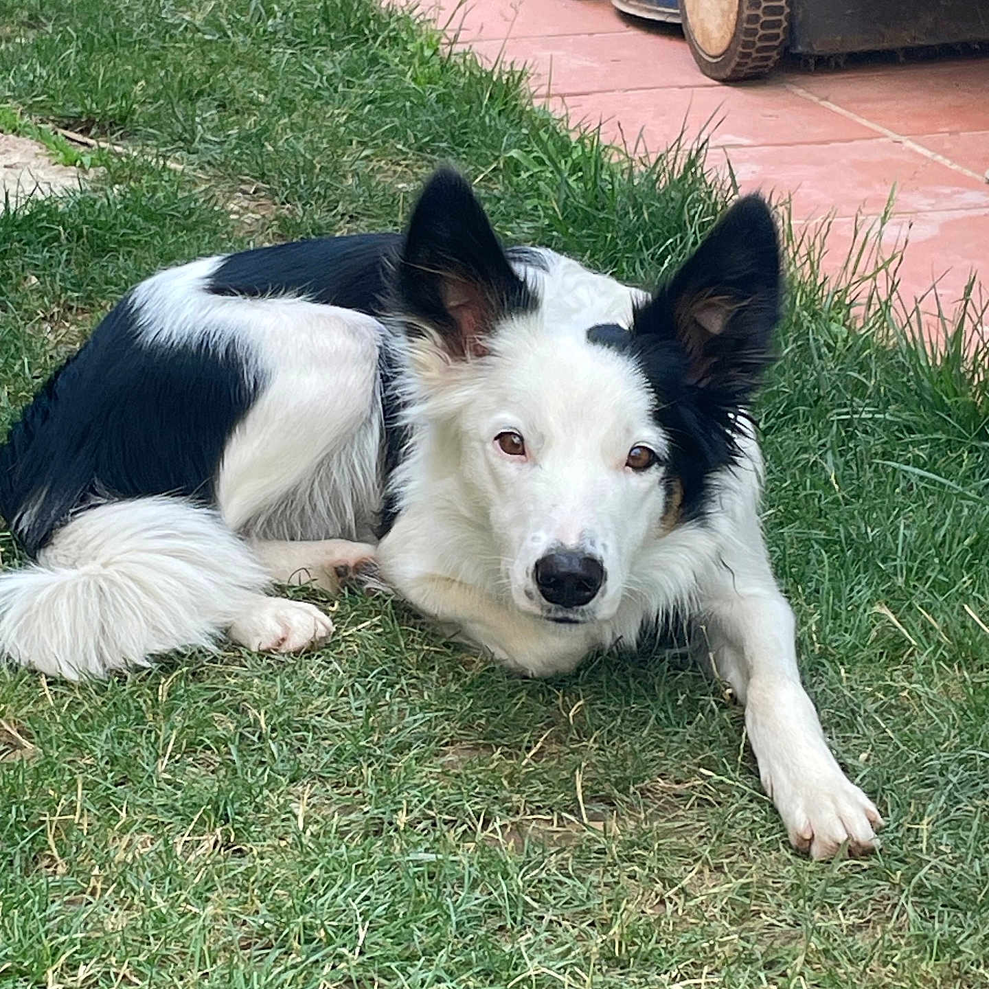 Saphir participe au concours pour gagner de l'argent avec cette photo : alloywheel, animal, ball, canine, car, carwheel, dog, football, grass, lawn, machine, pet, plant, puppy, soccer, soccerball, spoke, sport, tire, wheel