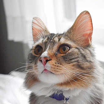 Marcel joined the competition — help win amazing prizes! aegean_cat, american_shorthair, american_wirehair, asian, carnivore, cat, domestic_short_haired_cat, ear, european_shorthair, eye, felidae, kitten, mammal, norwegian_forest_cat, siberian, small_to_medium_sized_cats, snout, tabby_cat, vertebrate, whiskers