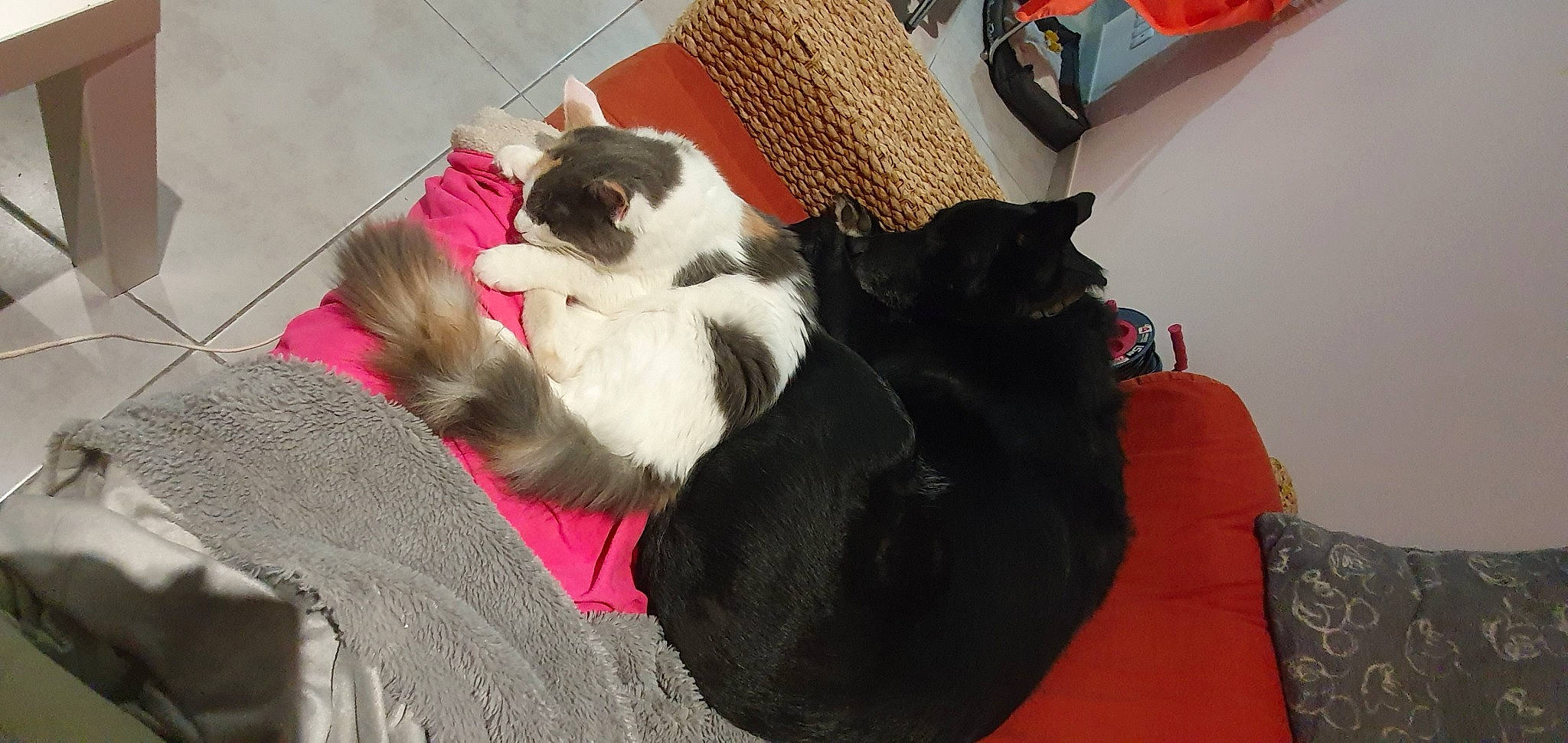 Lilo participe au concours pour gagner de l'argent avec cette photo : black_cat, carnivore, cat, felidae, kitten, norwegian_forest_cat, small_to_medium_sized_cats, whiskers