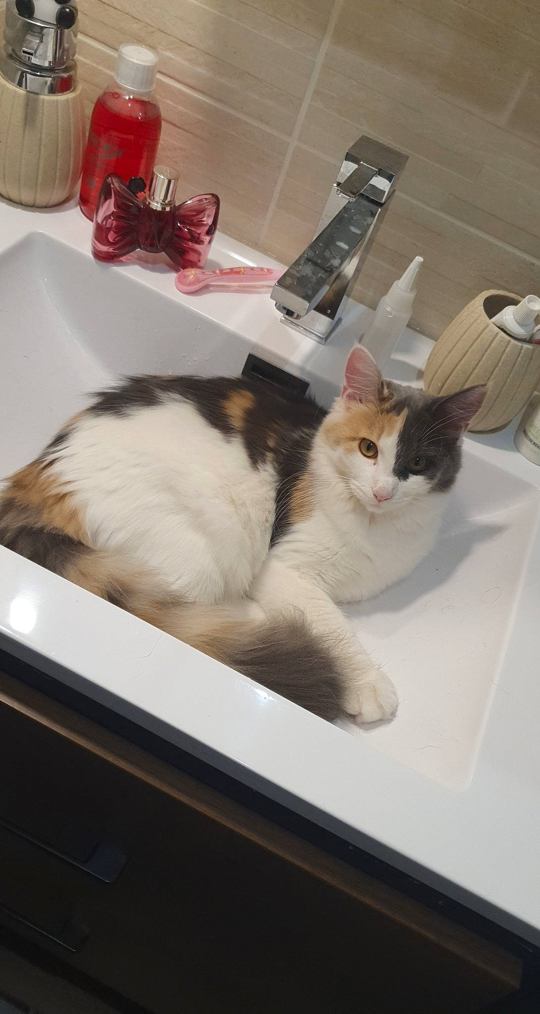 Lilo participe au concours pour gagner de l'argent avec cette photo : carnivore, cat, european_shorthair, felidae, fur, kitten, room, sink, small_to_medium_sized_cats, tail, whiskers