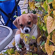 Lily is registered to the contest to win money with this photo: puppy, dog, plant, leaves, outdoor, deck, wood, brown, white, green, yellow, chair, curious, pet, nature, young, animal, cute, small, foliage