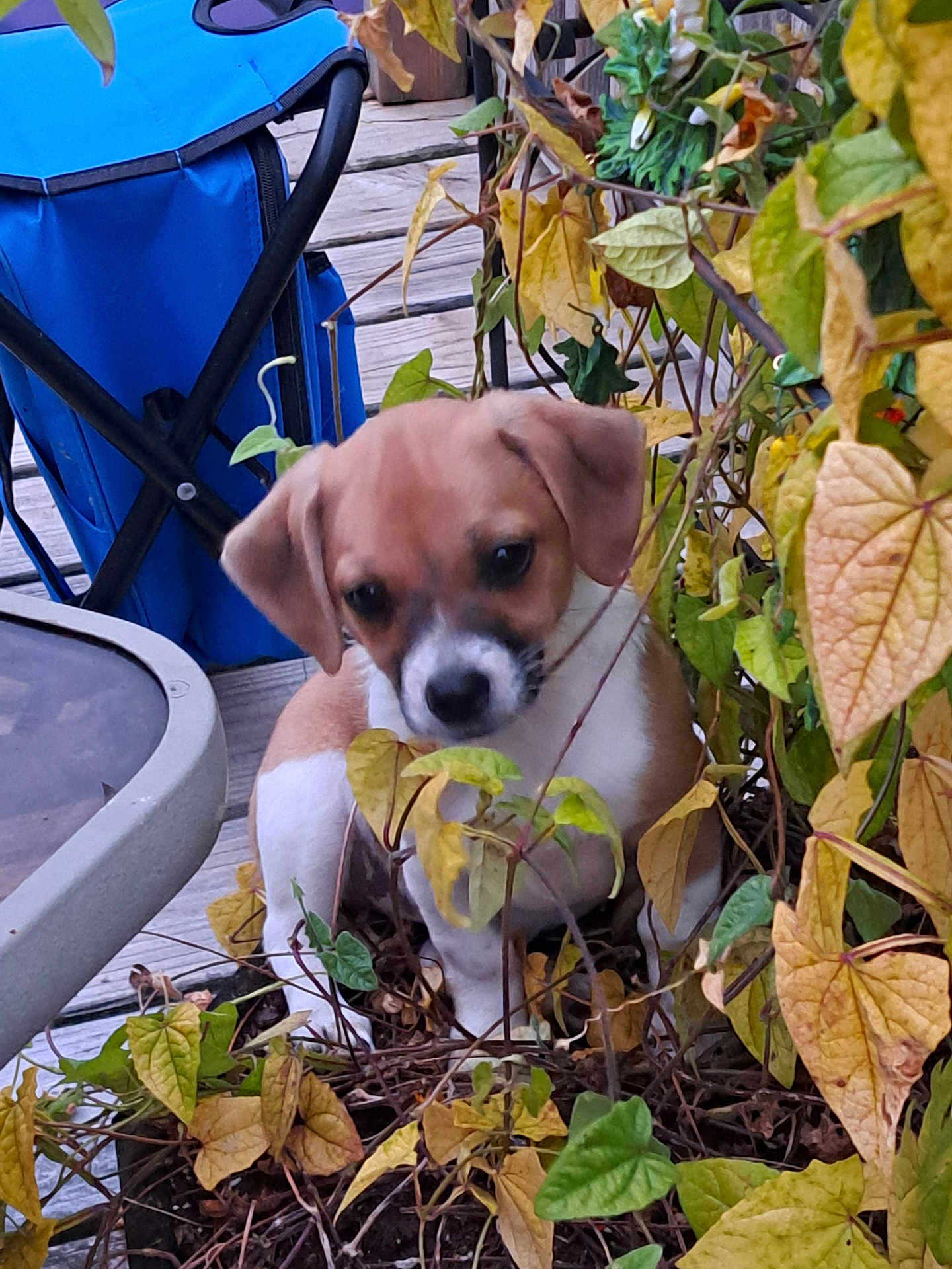 Lily