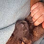 puppy, dog, sleeping, brown, hand, human_hand, close_up, blanket, cozy, cute, pet, fur, resting, snuggling, animal, soft, warm, domestic_animal, companion, young