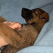 Toka participe au concours pour gagner de l'argent avec cette photo : puppy, dog, sleeping, blanket, hand, fur, snuggle, cozy, cute, pet, rest, domestic_animal, animal, brown_fur, indoor, soft, nap, comfort, relaxation, closeup
