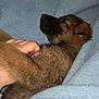 puppy, dog, sleeping, blanket, hand, fur, snuggle, cozy, cute, pet, rest, domestic_animal, animal, brown_fur, indoor, soft, nap, comfort, relaxation, closeup