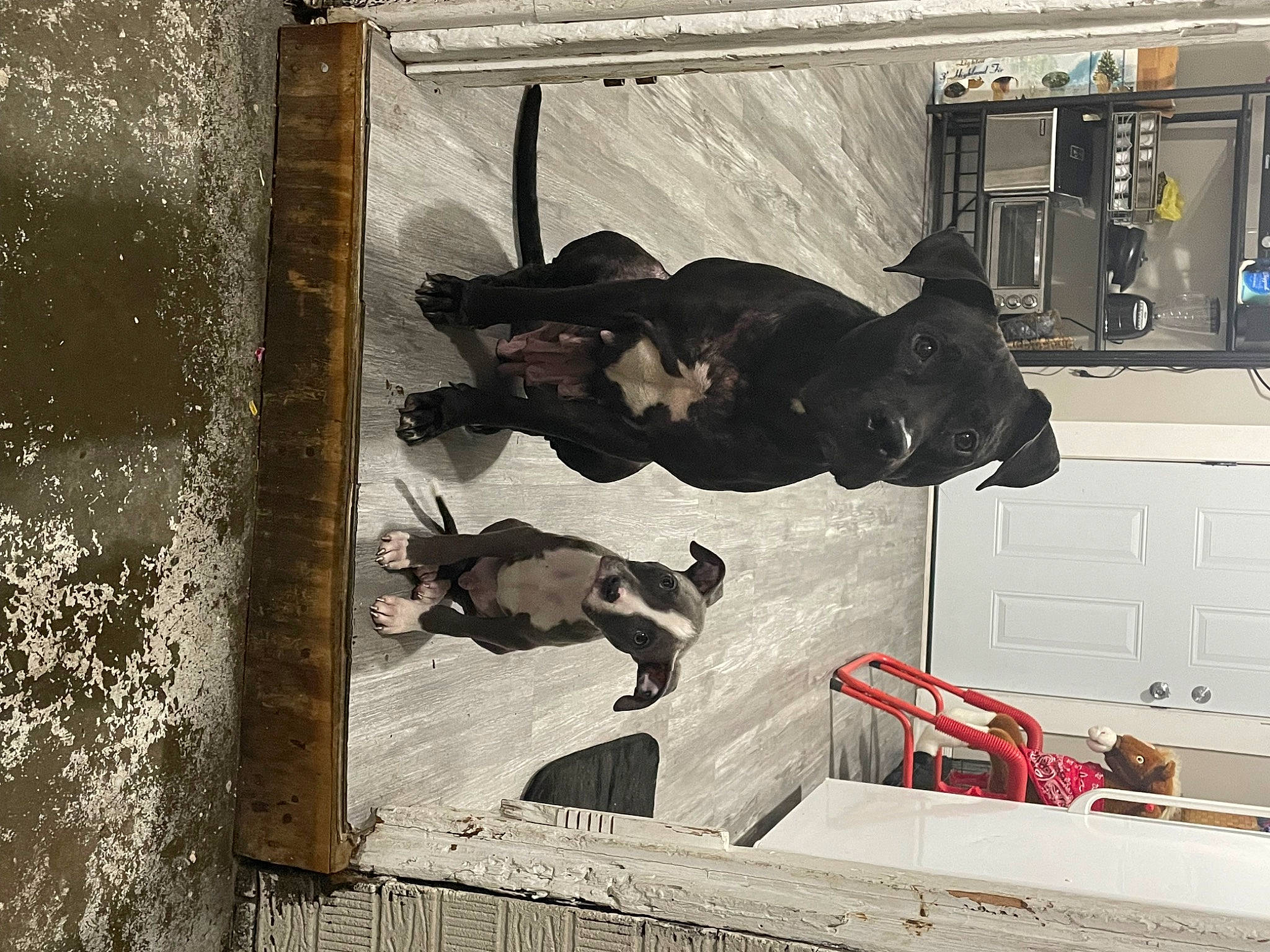 Chuco is registered to the contest to win money with this photo: art, carmine, door, facade, machine, metal, mural, painting, rectangle, room, vehicle_door, visual_arts, window, wood, working_animal