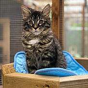 Figaro participe au concours pour gagner de l'argent avec cette photo : animal, blue_blanket, cat, close_up, curious, cute, domestic, ears, feline, fur, indoor, kitten, pet, portrait, sitting, soft_texture, tabby, whiskers, wooden_bed, young