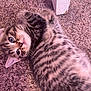 Missy is registered to the contest to win money with this photo: kitten, cat, tabby, feline, pet, carpet, indoor, animal, cute, fur, whiskers, playful, relaxed, two_cats, texture, closeup, young, lying_down, domestic, eyes