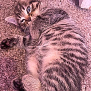 Missy joined the competition — help win amazing prizes! kitten, cat, tabby, fur, sleepy, paw, carpet, texture, cute, pet, animal, striped, cozy, small, young, indoor, resting, whiskers, ears, closeup