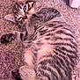 kitten, cat, tabby, fur, sleepy, paw, carpet, texture, cute, pet, animal, striped, cozy, small, young, indoor, resting, whiskers, ears, closeup
