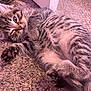 Missy is registered to the contest to win money with this photo: kitten, cat, tabby, feline, pet, sleepy, paw, fur, carpet, indoor, cute, relaxed, closeup, animal, young, whiskers, striped, lying_down, cozy, soft