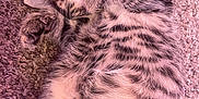 Missy joined the competition — help win amazing prizes! kitten, cat, tabby, fur, sleepy, pet, animal, cute, whiskers, paw, carpet, texture, indoor, cozy, resting, young, striped, mammal, small, feline