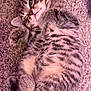kitten, cat, tabby, fur, sleepy, pet, animal, cute, whiskers, paw, carpet, texture, indoor, cozy, resting, young, striped, mammal, small, feline