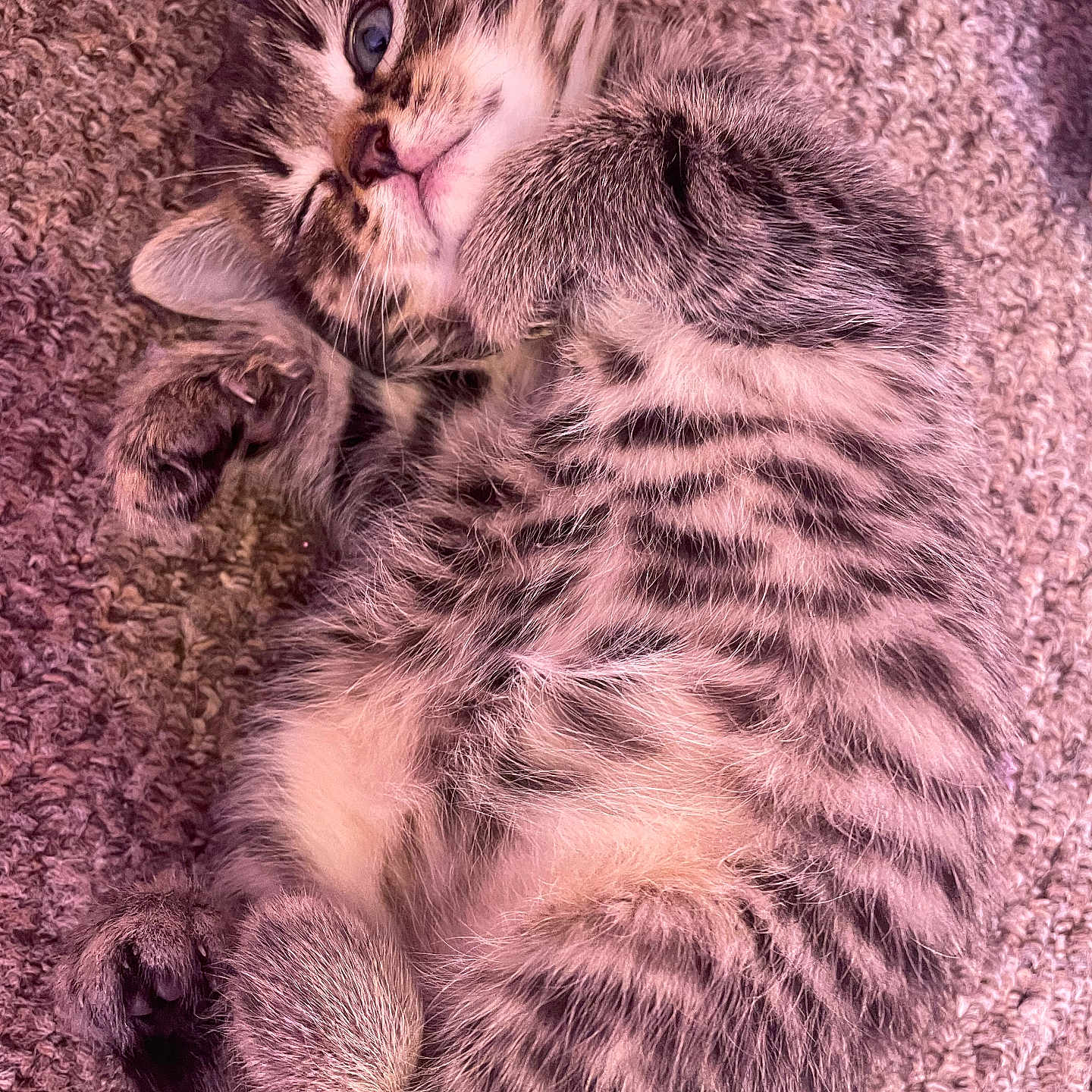 Missy joined the competition — help win amazing prizes! animal, carpet, cat, cozy, cute, feline, fur, indoor, kitten, mammal, paw, pet, resting, sleepy, small, striped, tabby, texture, whiskers, young